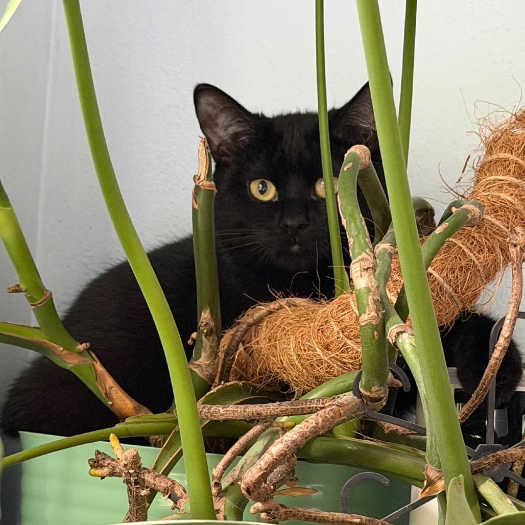 Enlarge Alya, a Adoptable Domestic Short Hair in Puslinch, ON image 2/6