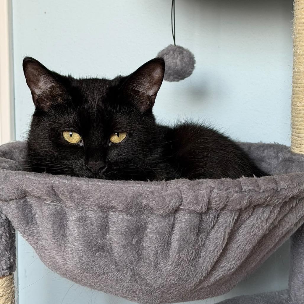Enlarge Alya, a Adoptable Domestic Short Hair in Puslinch, ON image 3/6