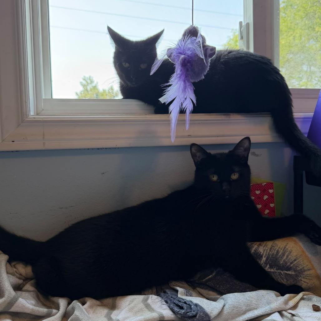 Enlarge Alya, a Adoptable Domestic Short Hair in Puslinch, ON image 4/6