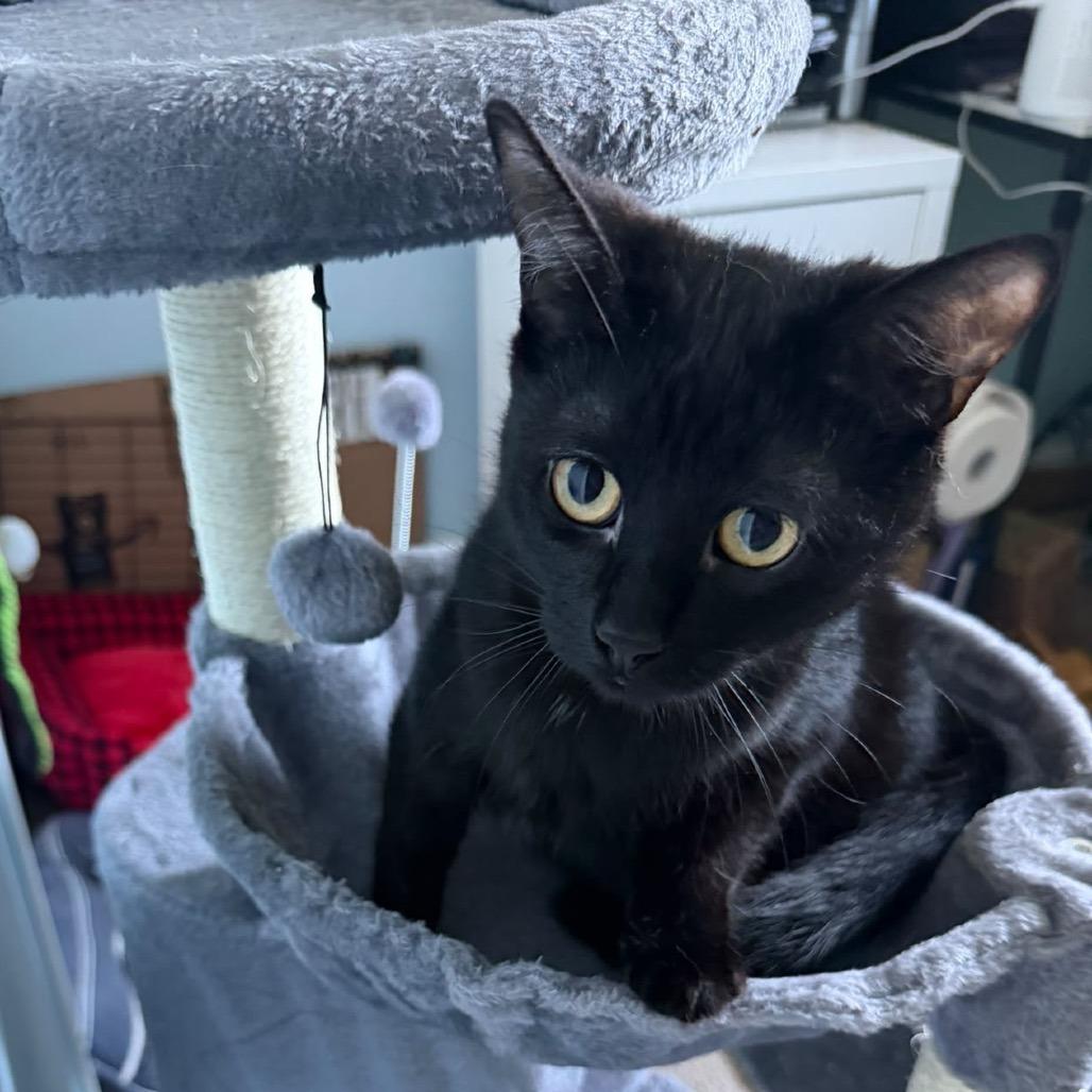 Enlarge Alya, a Adoptable Domestic Short Hair in Puslinch, ON image 5/6