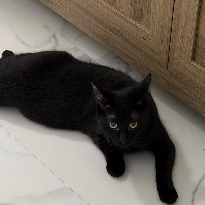 Enlarge Alya, a Adoptable Domestic Short Hair in Puslinch, ON image 6/6