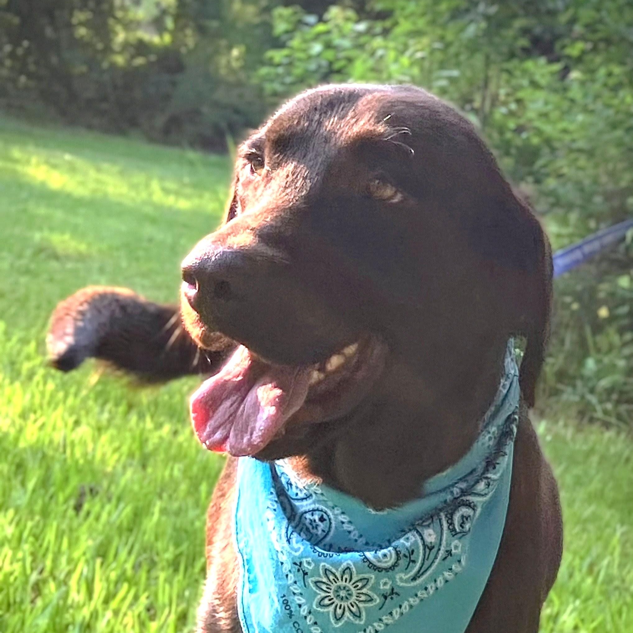 Harlan