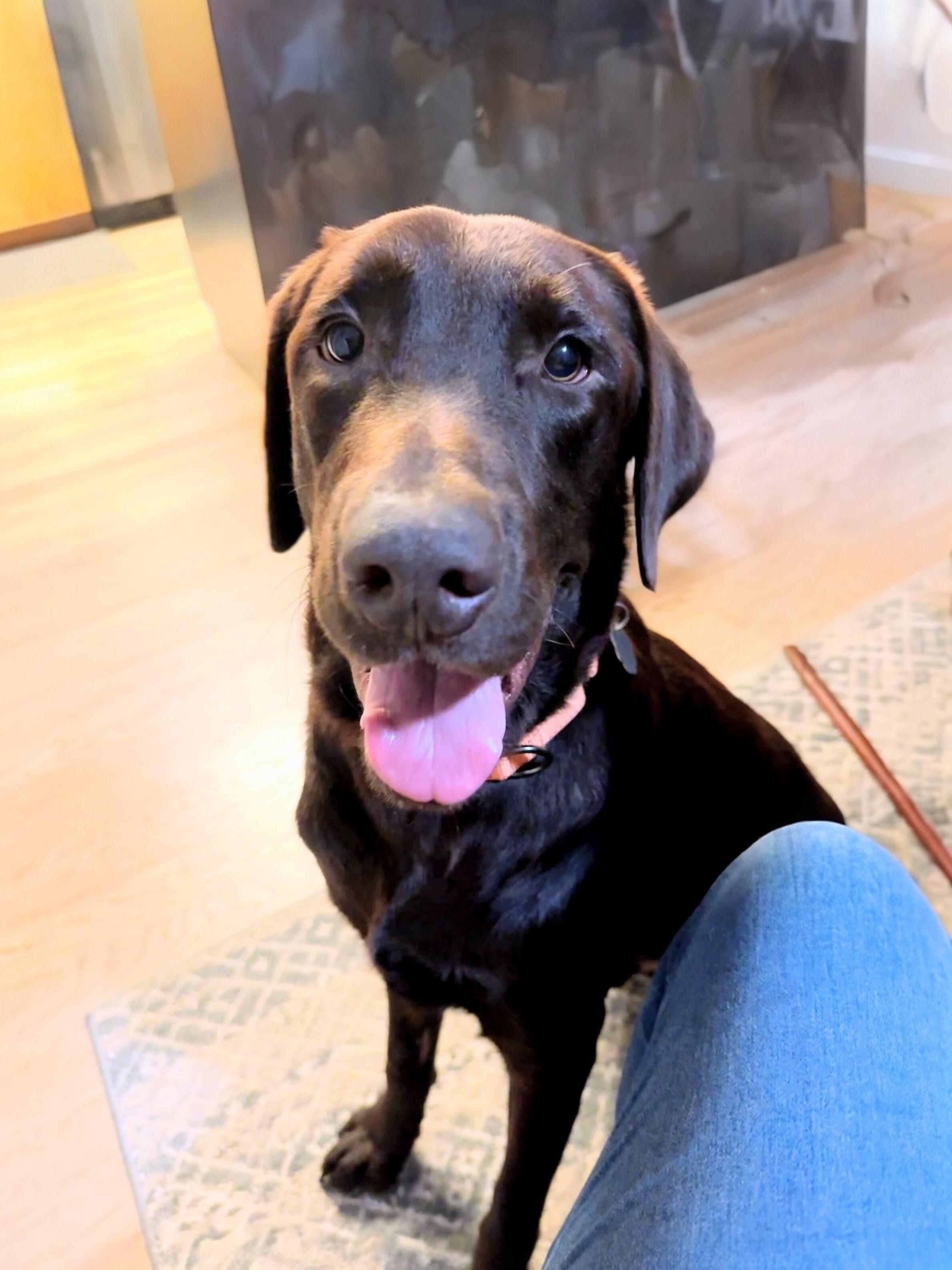 Harlan - Fostered in Massachusetts