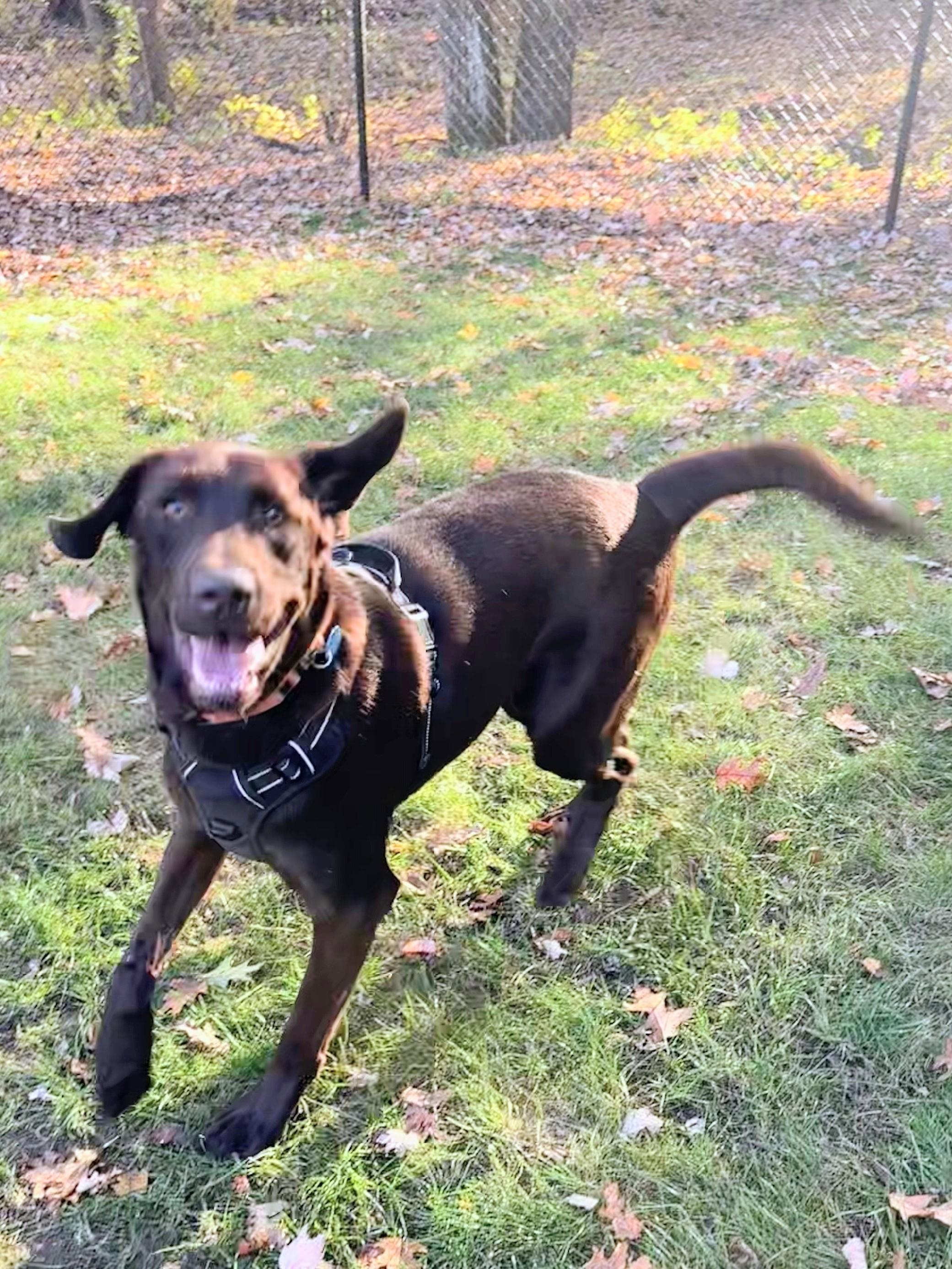 Harlan - Fostered in Massachusetts