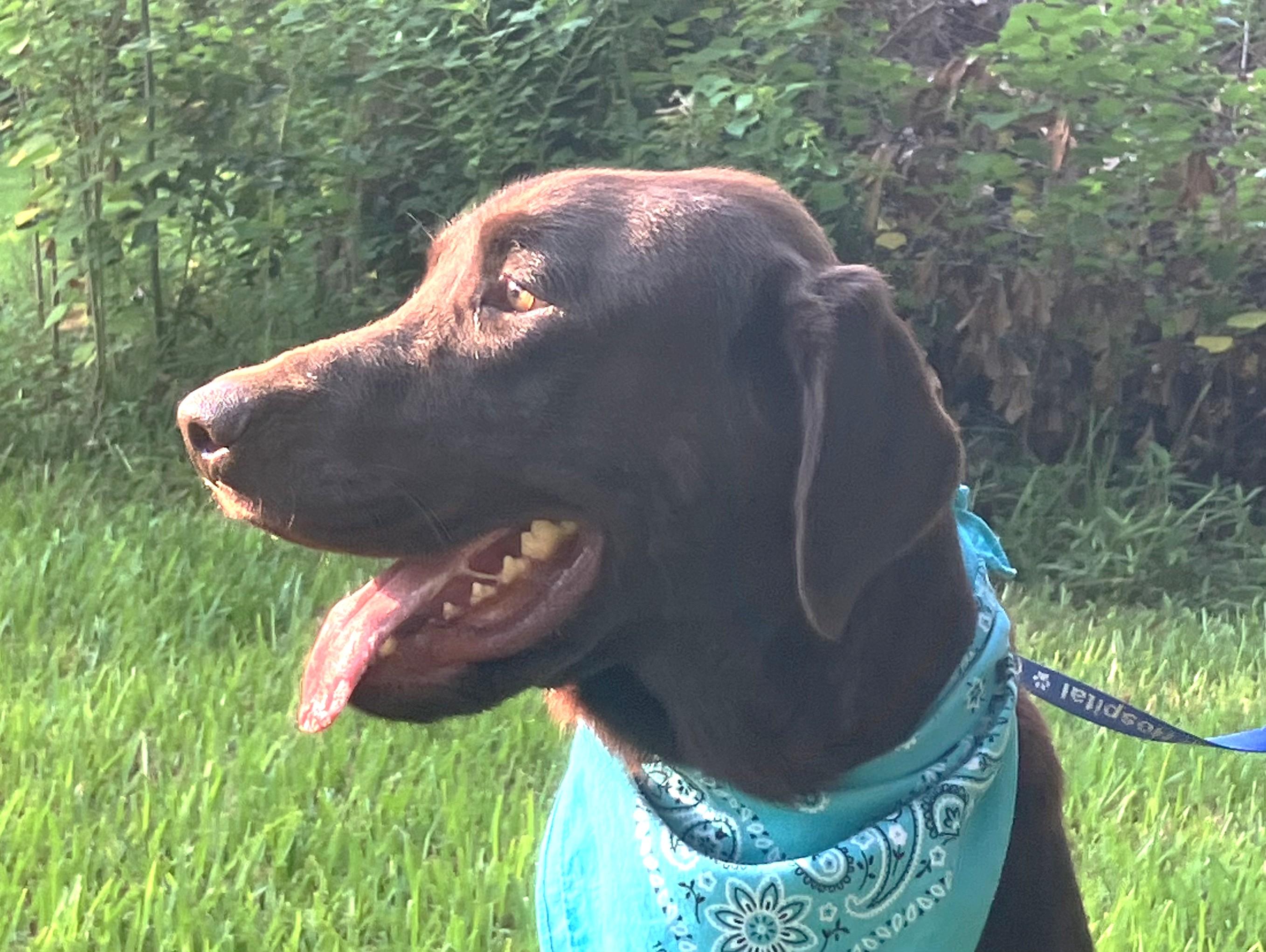 Harlan