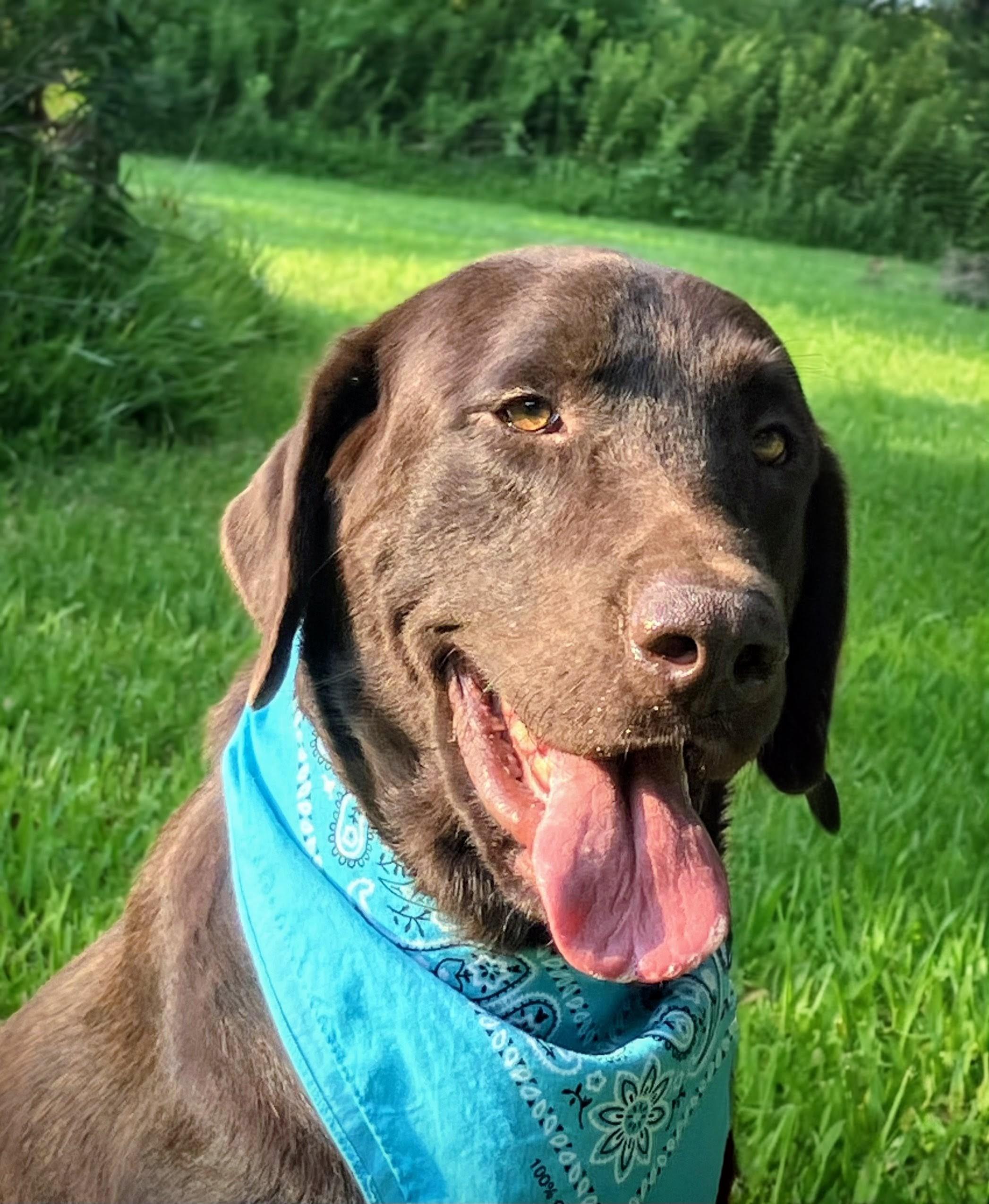 Harlan