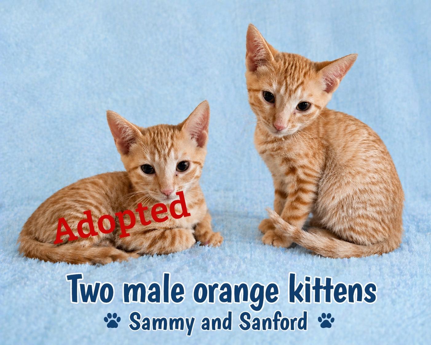 Enlarge SANFORD (LOCATED AT PETSMART NORTHWEST RENO), a ADOPTABLE mixed breed in Reno, NV image 1/1
