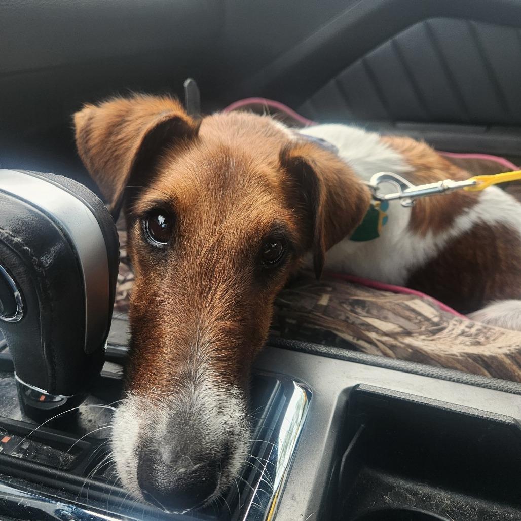 Brophy, a Adoptable Smooth Fox Terrier image 1/4