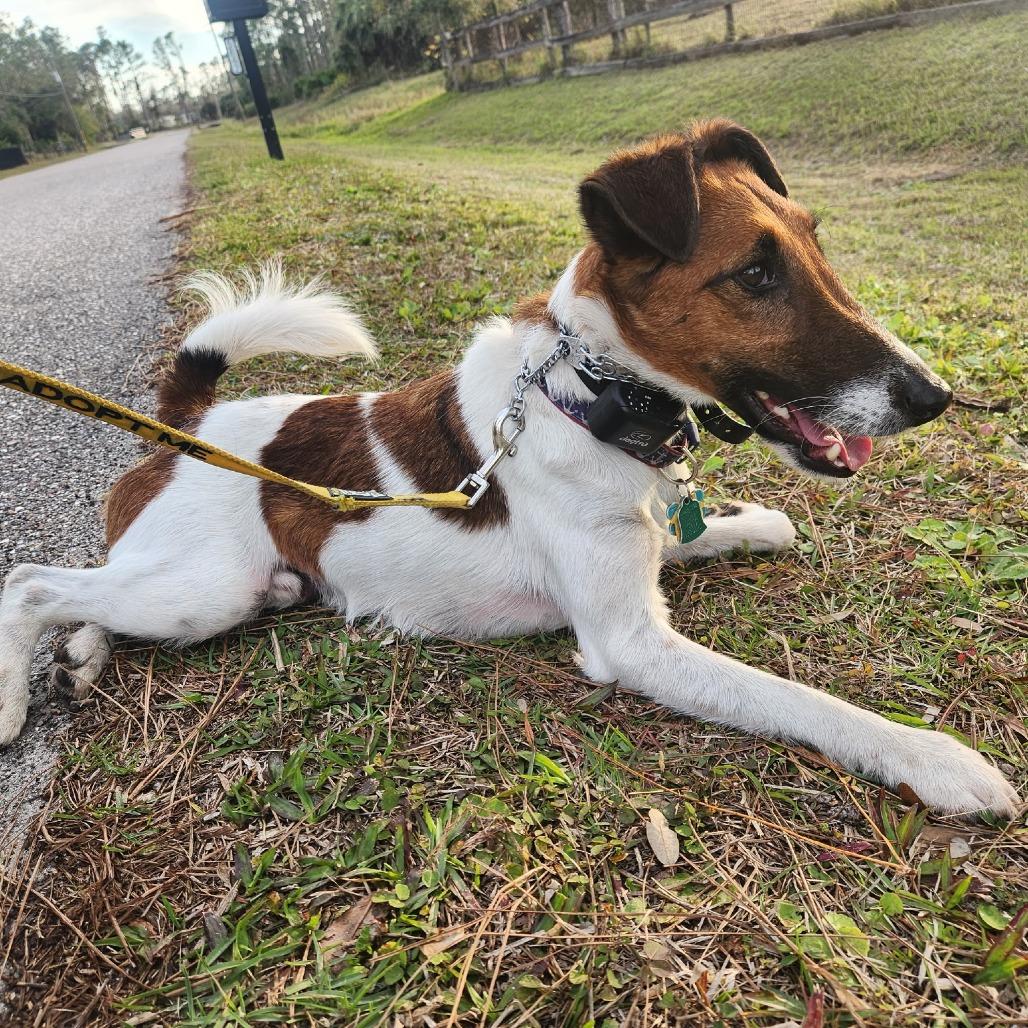 Brophy, a Adoptable Smooth Fox Terrier image 2/4