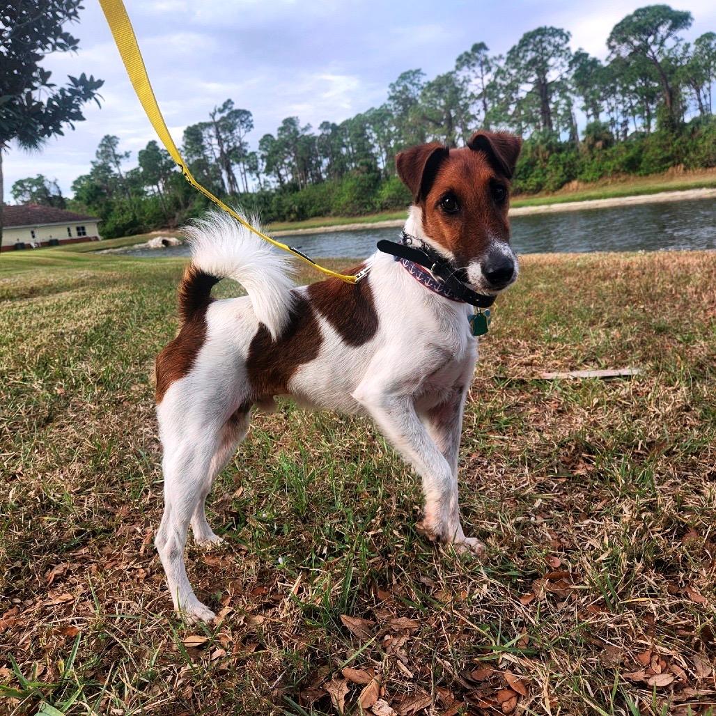 Brophy, a Adoptable Smooth Fox Terrier image 3/4