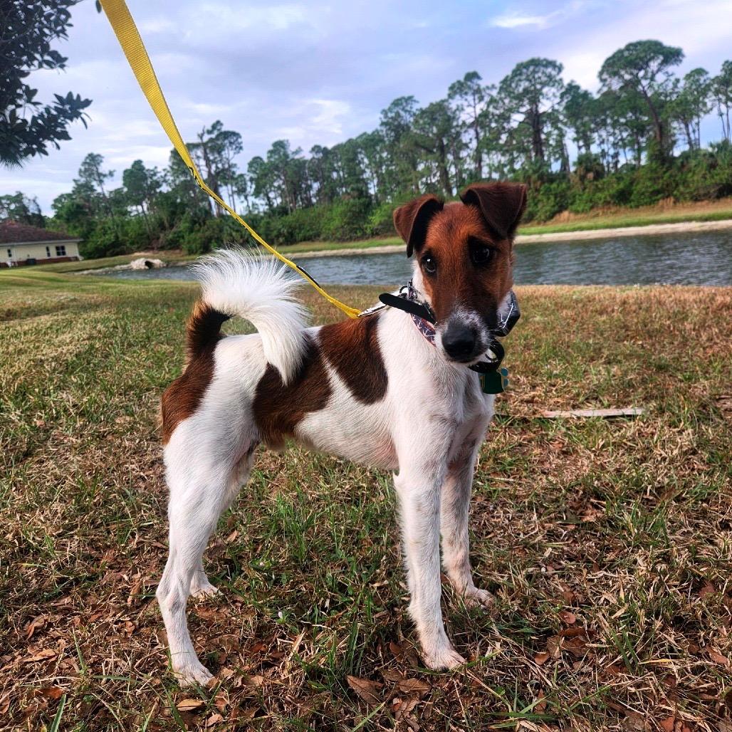Brophy, a Adoptable Smooth Fox Terrier image 4/4