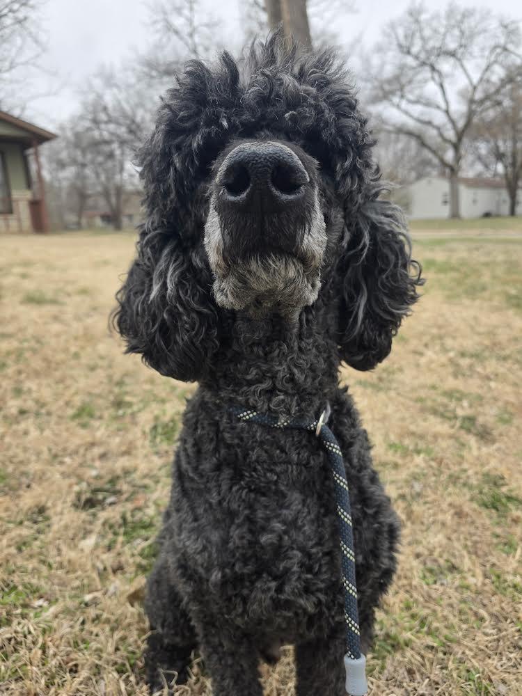 Enlarge Maverick, an adopted Standard Poodle in Manhattan, KS image 5/5