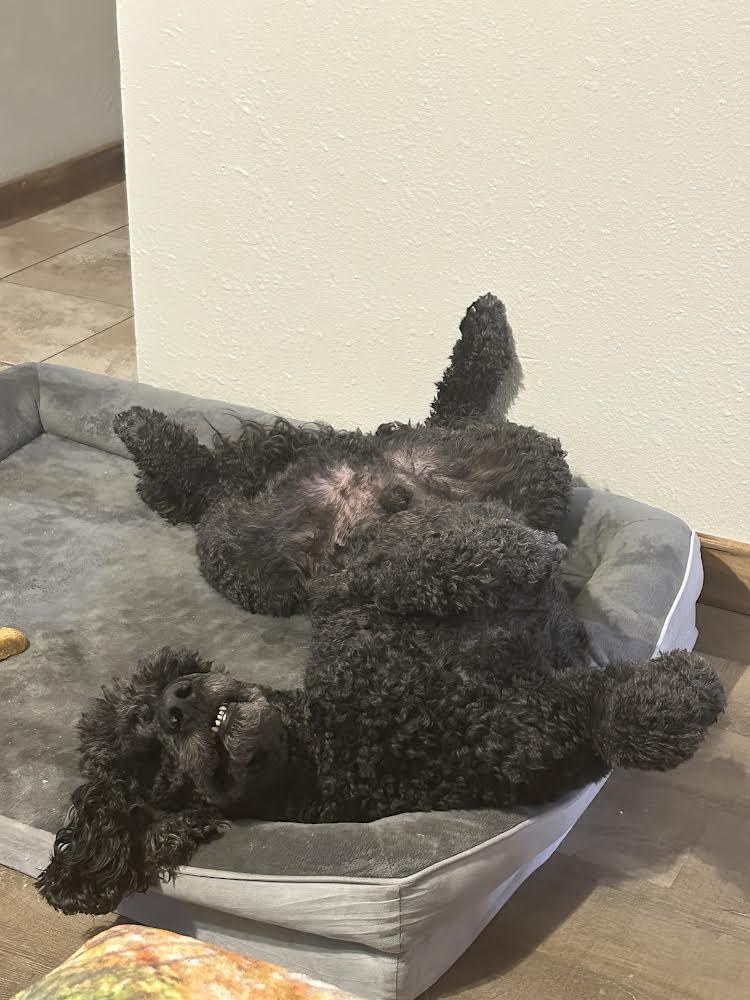 Enlarge Maverick, an adopted Standard Poodle in Manhattan, KS image 2/5