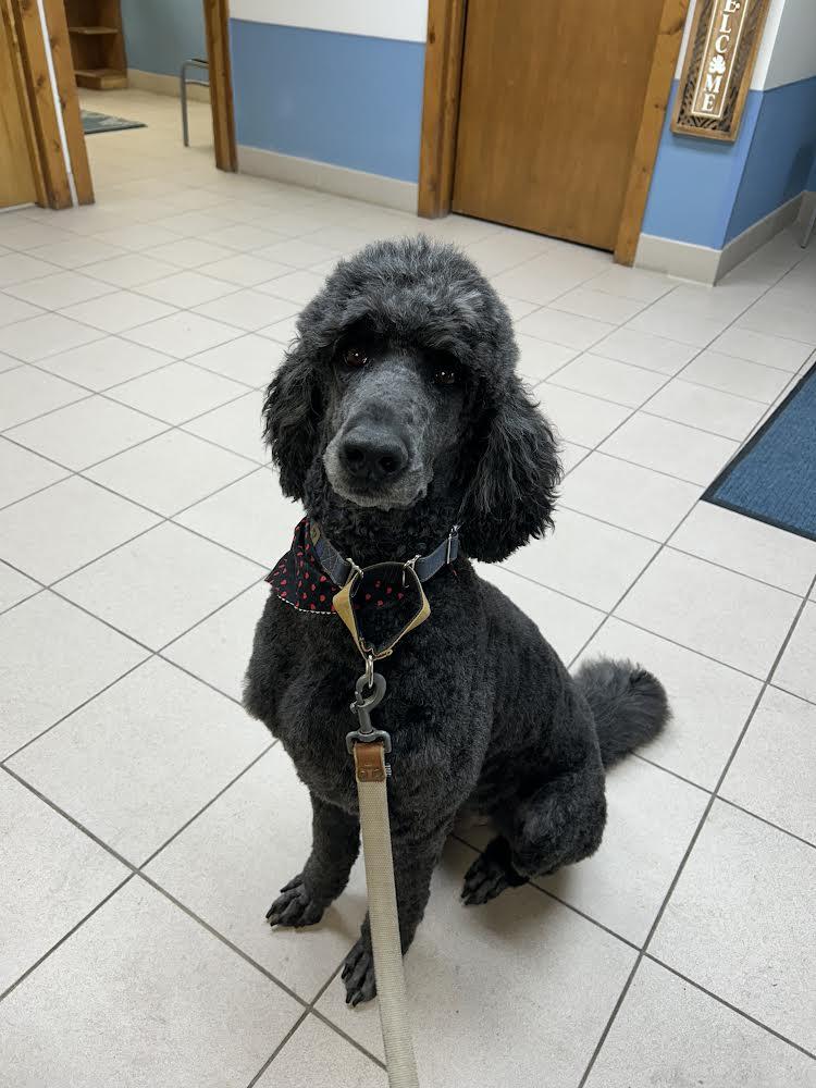 Enlarge Maverick, an adopted Standard Poodle in Manhattan, KS image 3/5