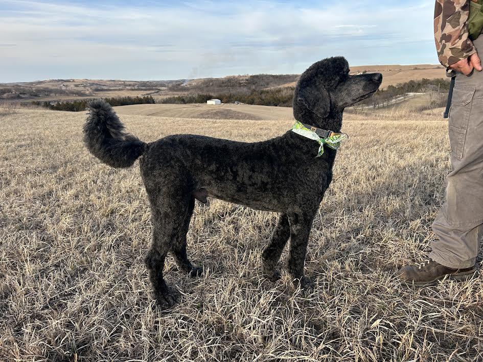 Enlarge Maverick, an adopted Standard Poodle in Manhattan, KS image 4/5