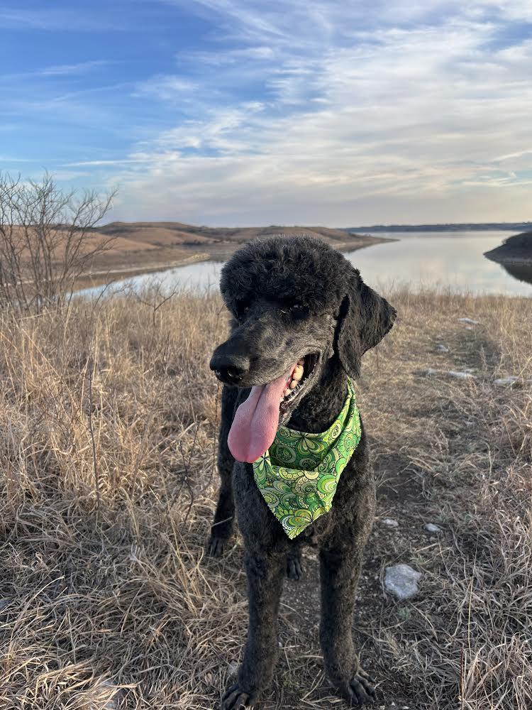 Enlarge Maverick, an adopted Standard Poodle in Manhattan, KS image 1/5