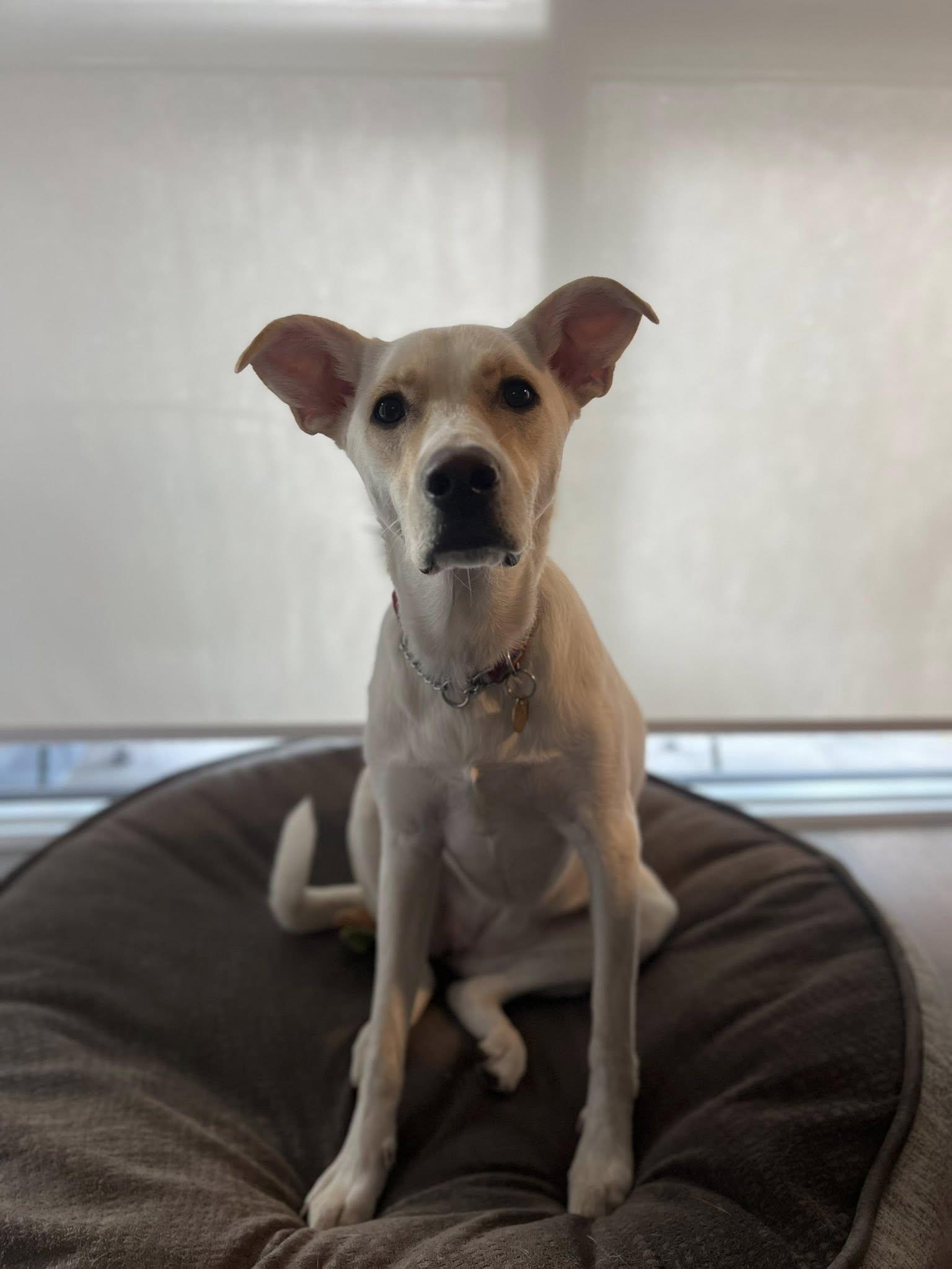 Enlarge Polar, a ADOPTABLE mixed breed in Toronto, ON image 2/6