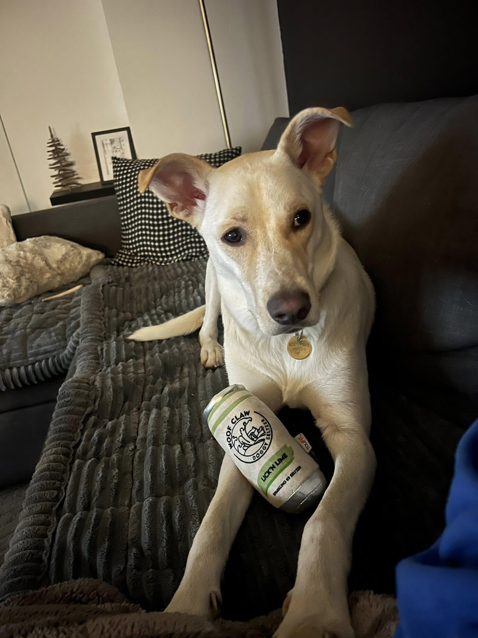 Enlarge Polar, a ADOPTABLE mixed breed in Toronto, ON image 5/6