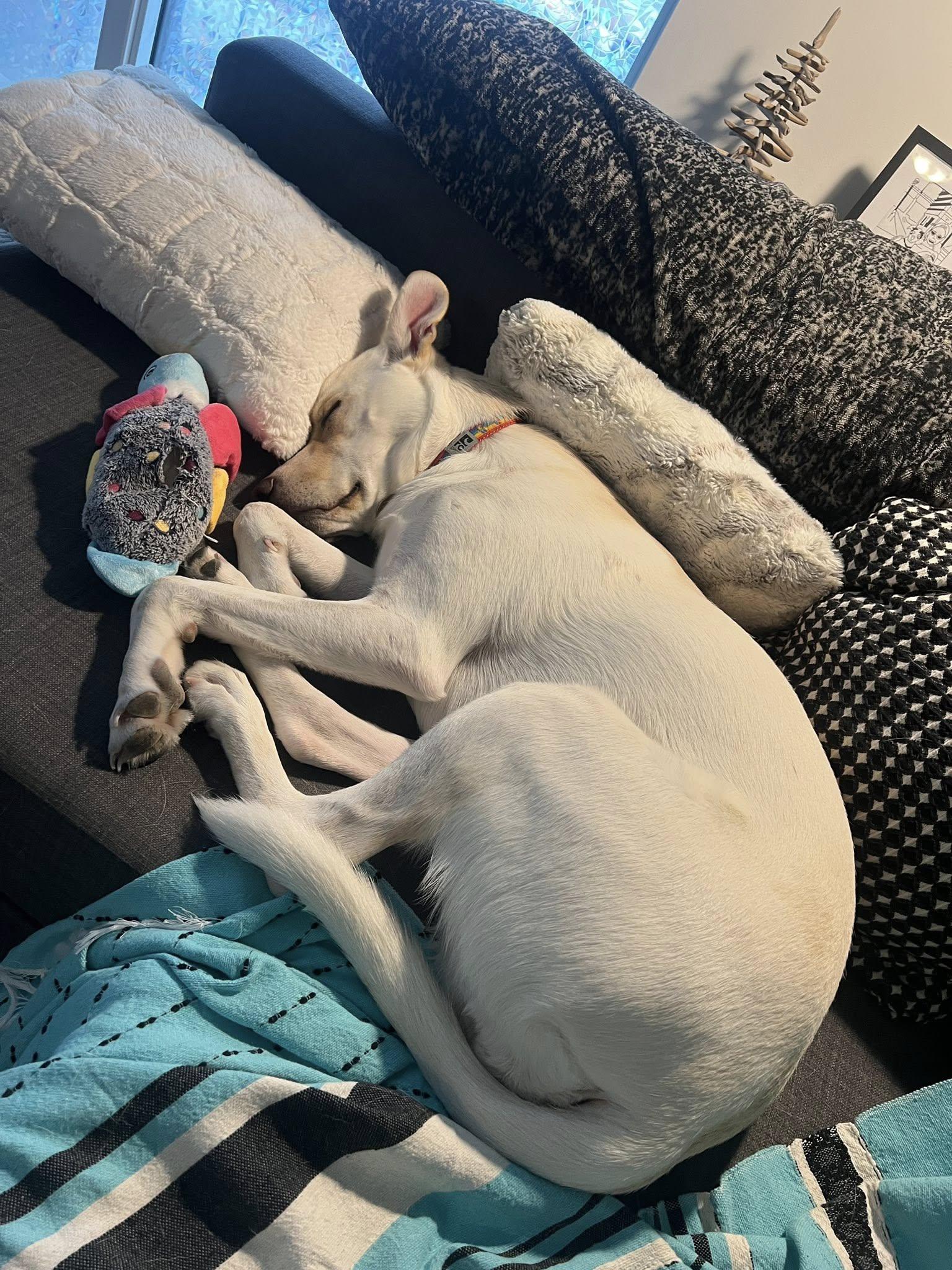 Enlarge Polar, a ADOPTABLE mixed breed in Toronto, ON image 3/6