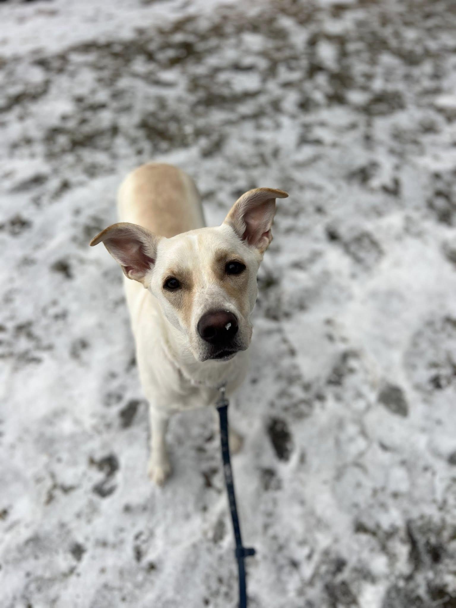 Polar, ADOPTABLE, Young Female Yellow Labrador Retriever & Labrador Retriever.