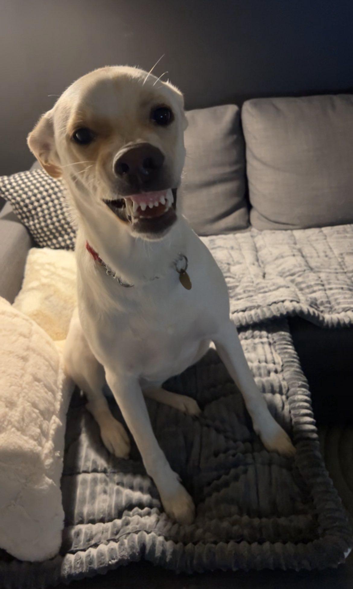 Enlarge Polar, a ADOPTABLE mixed breed in Toronto, ON image 6/6