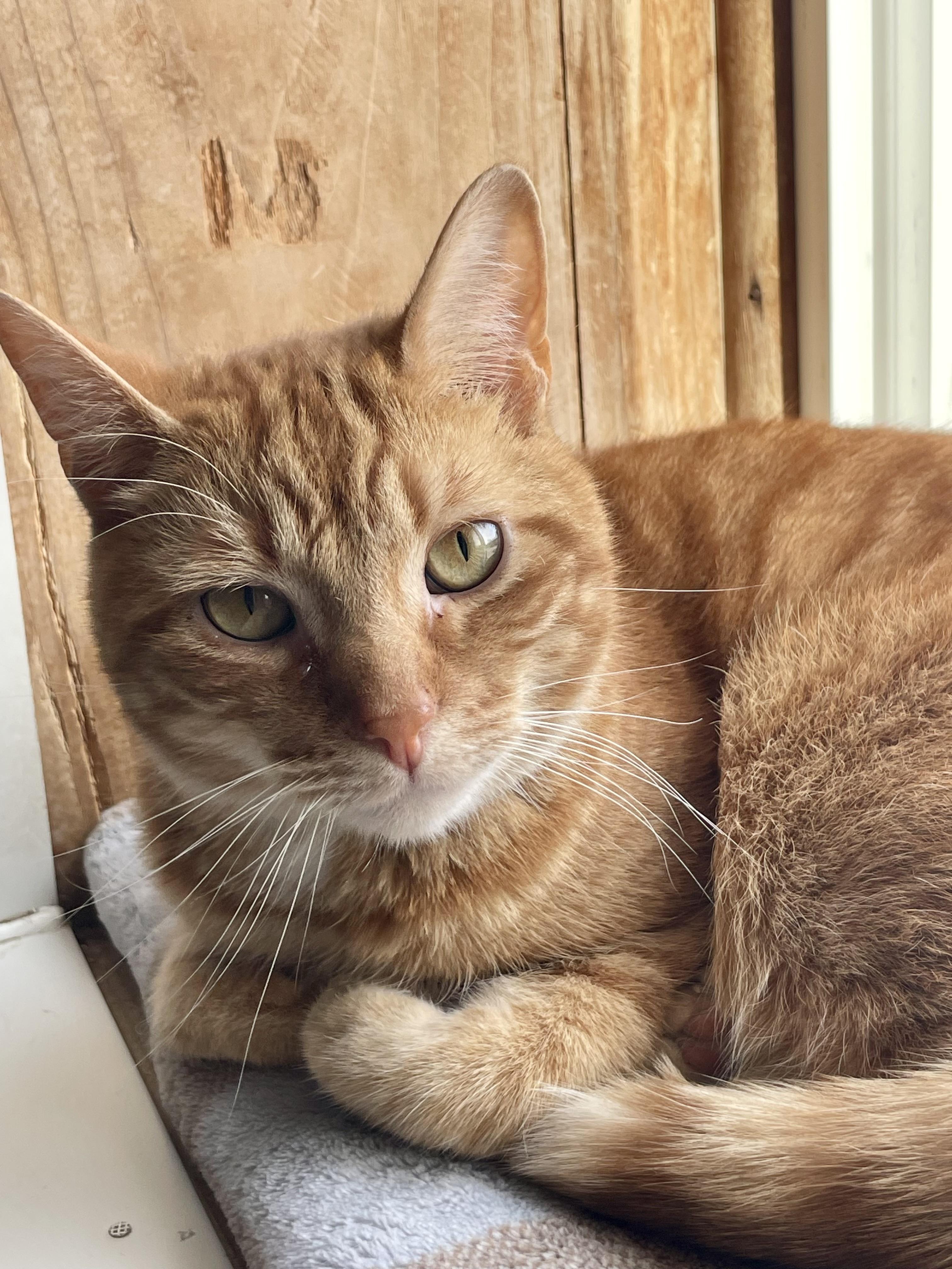 Enlarge Pinto, a Adoptable mixed breed in Lacon, IL image 1/1