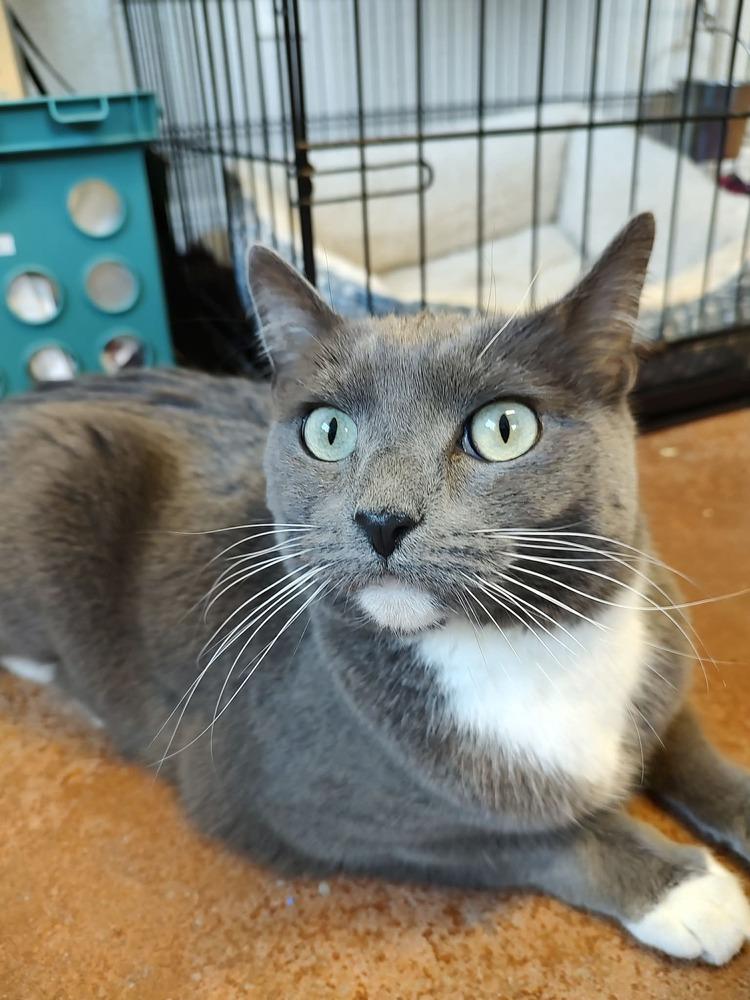 Enlarge Trilla, a Adoptable mixed breed in Bolivar, MO image 1/4