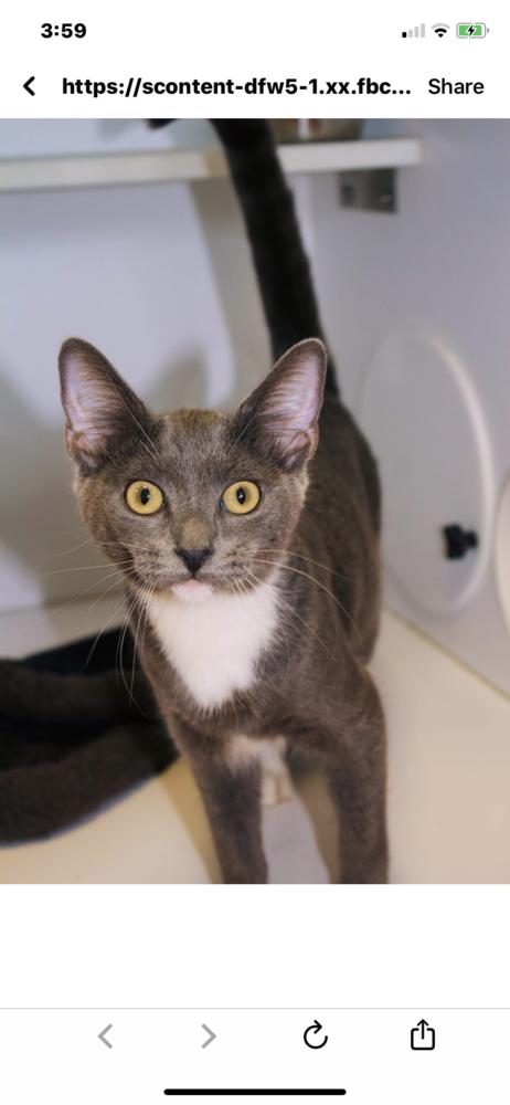 Enlarge Trilla, a Adoptable mixed breed in Bolivar, MO image 3/4