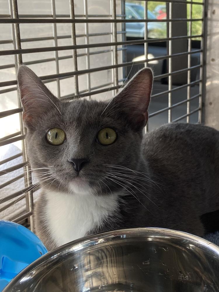 Enlarge Trilla, a Adoptable mixed breed in Bolivar, MO image 4/4