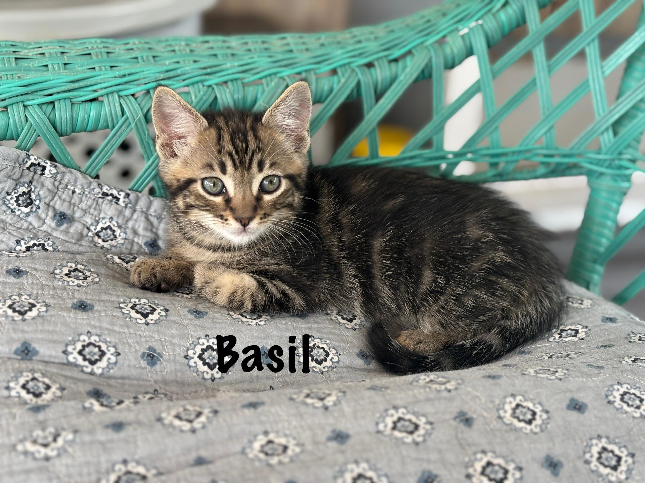 Enlarge Basil , an adopted mixed breed in Vineyard Haven, MA image 1/3
