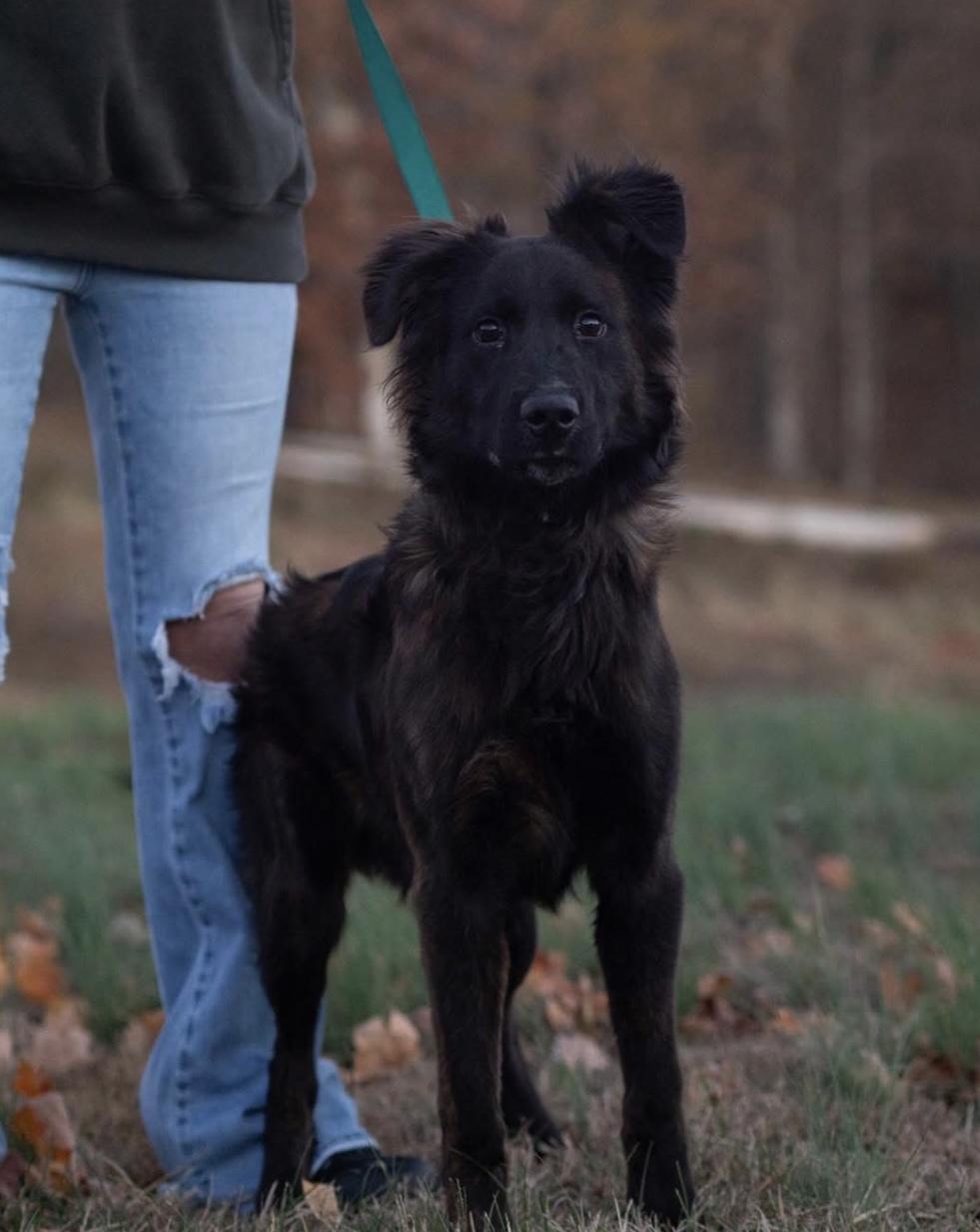 Enlarge Simon, a ADOPTABLE mixed breed in Stormville, NY image 1/1