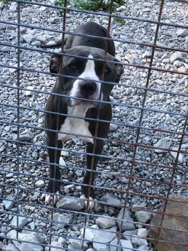 Enlarge Nova, a Adoptable American Staffordshire Terrier in Morgantown, KY image 1/1