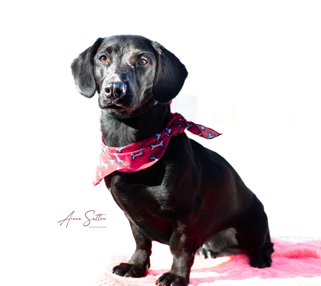 Stella, a Adoptable Dachshund in Hot Springs, SD image 1/2