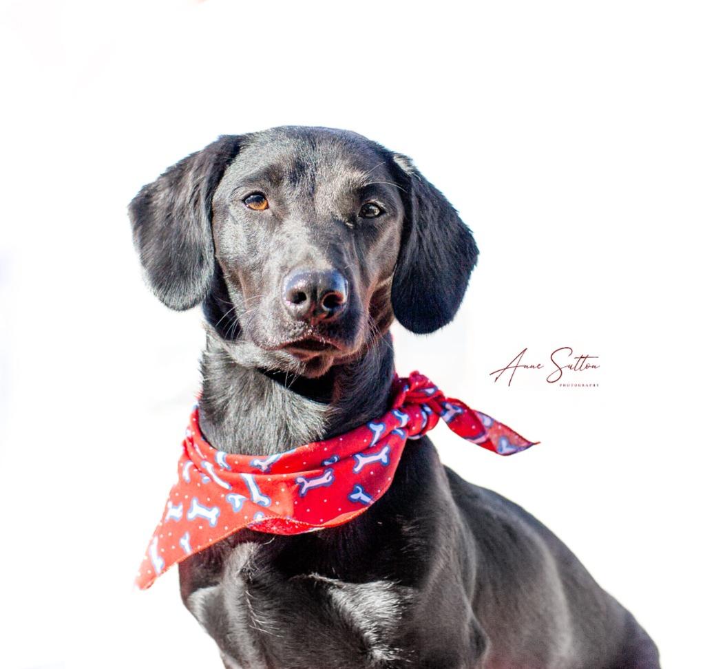 Stella, a Adoptable Dachshund in Hot Springs, SD image 2/2