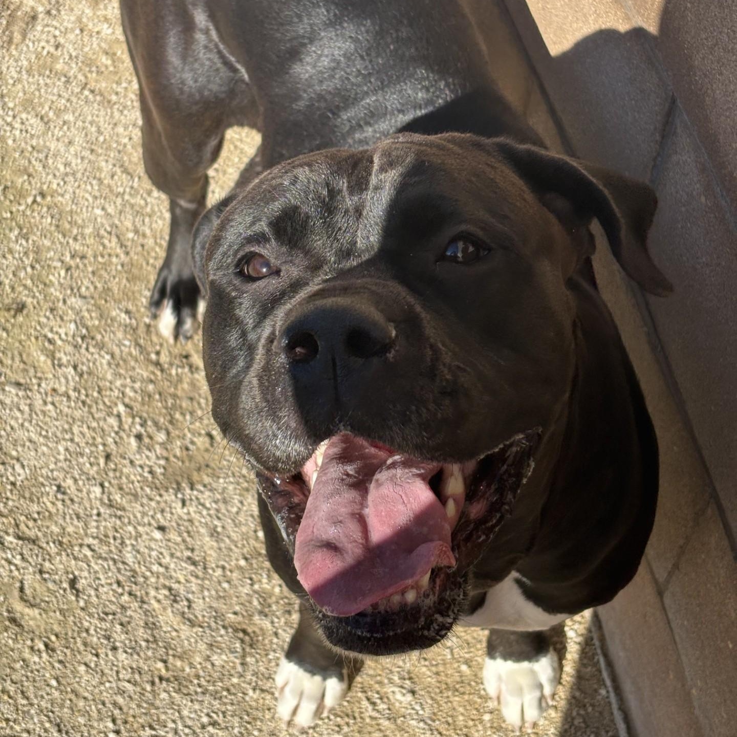Enlarge Jelly Bean, a Adoptable mixed breed in Winnipeg, MB image 6/6