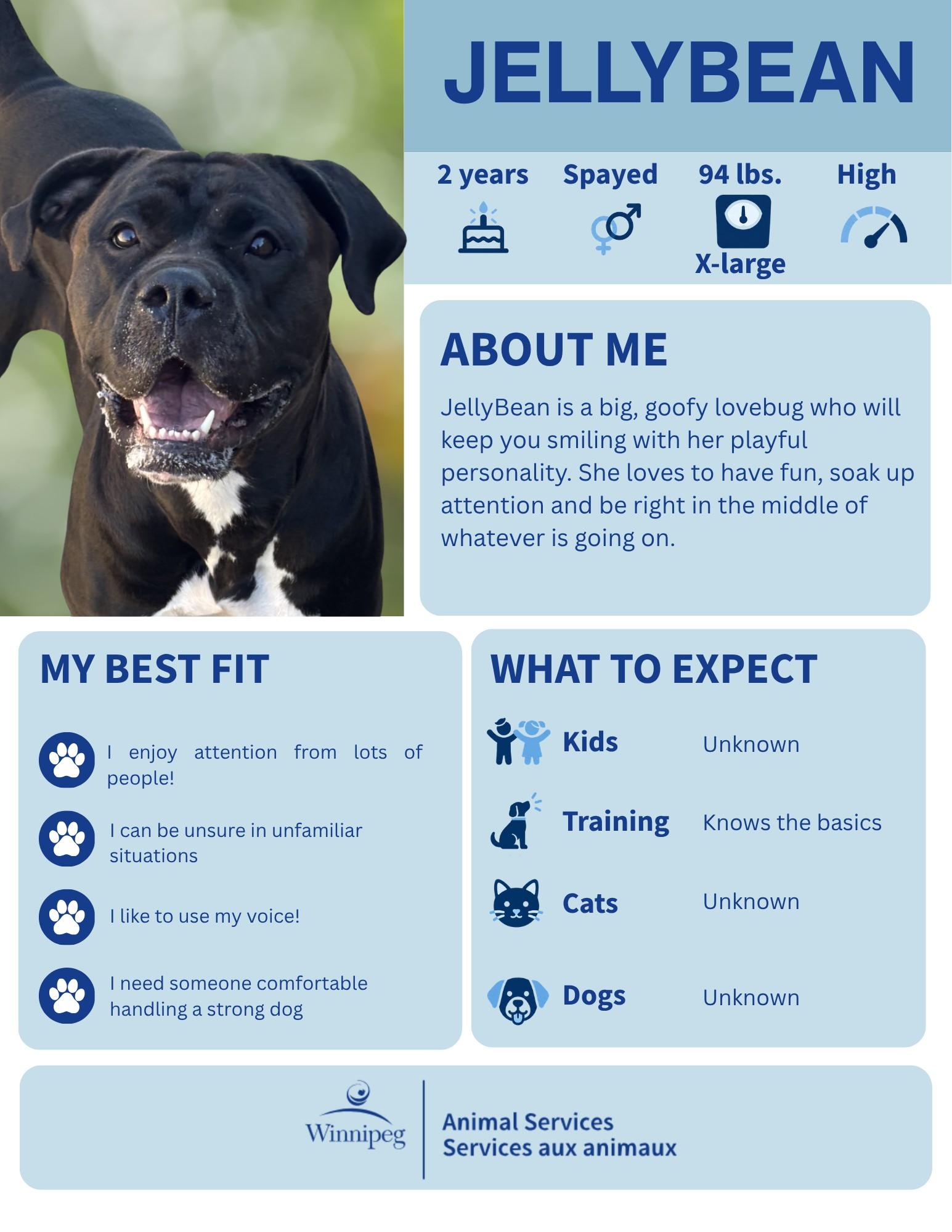 Enlarge Jelly Bean, a Adoptable mixed breed in Winnipeg, MB image 1/6