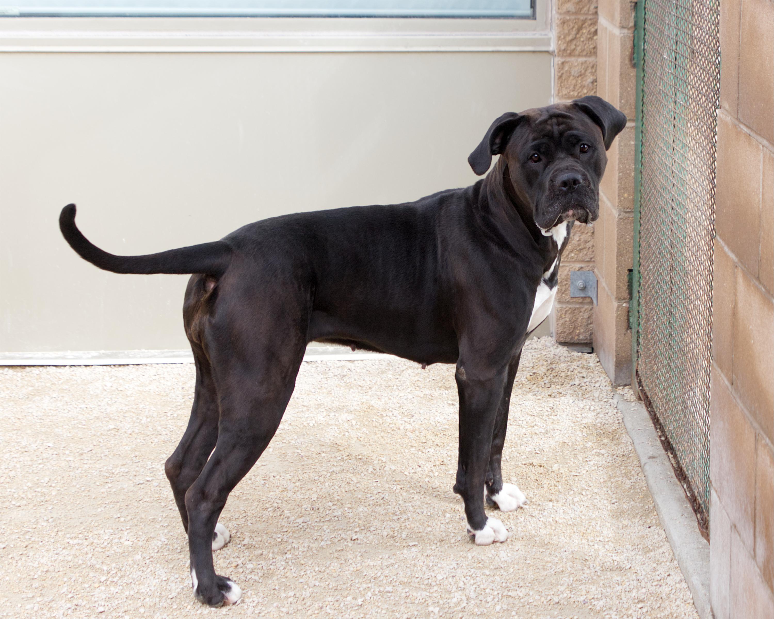Enlarge Jelly Bean, a Adoptable mixed breed in Winnipeg, MB image 3/6