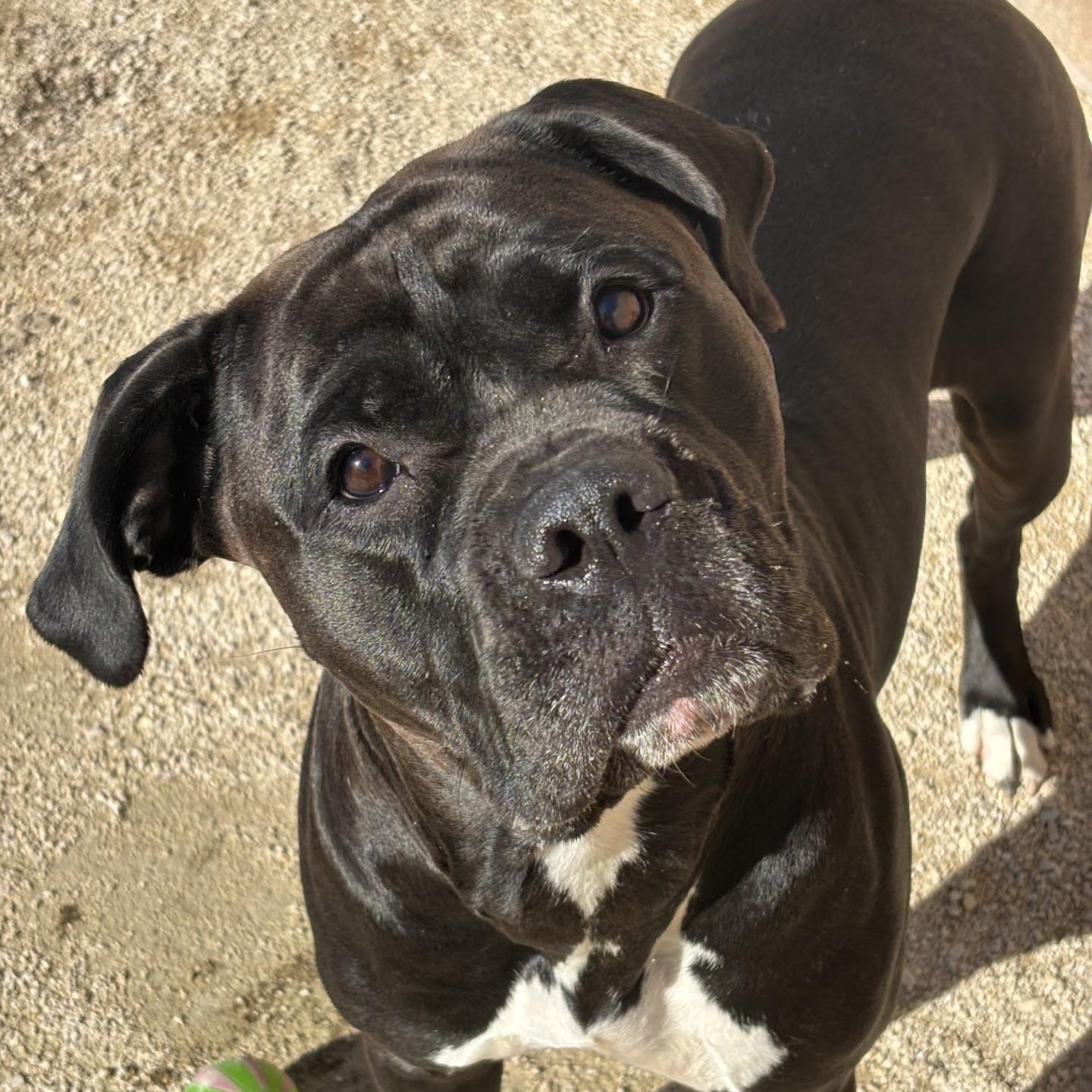 Enlarge Jelly Bean, a Adoptable mixed breed in Winnipeg, MB image 4/6