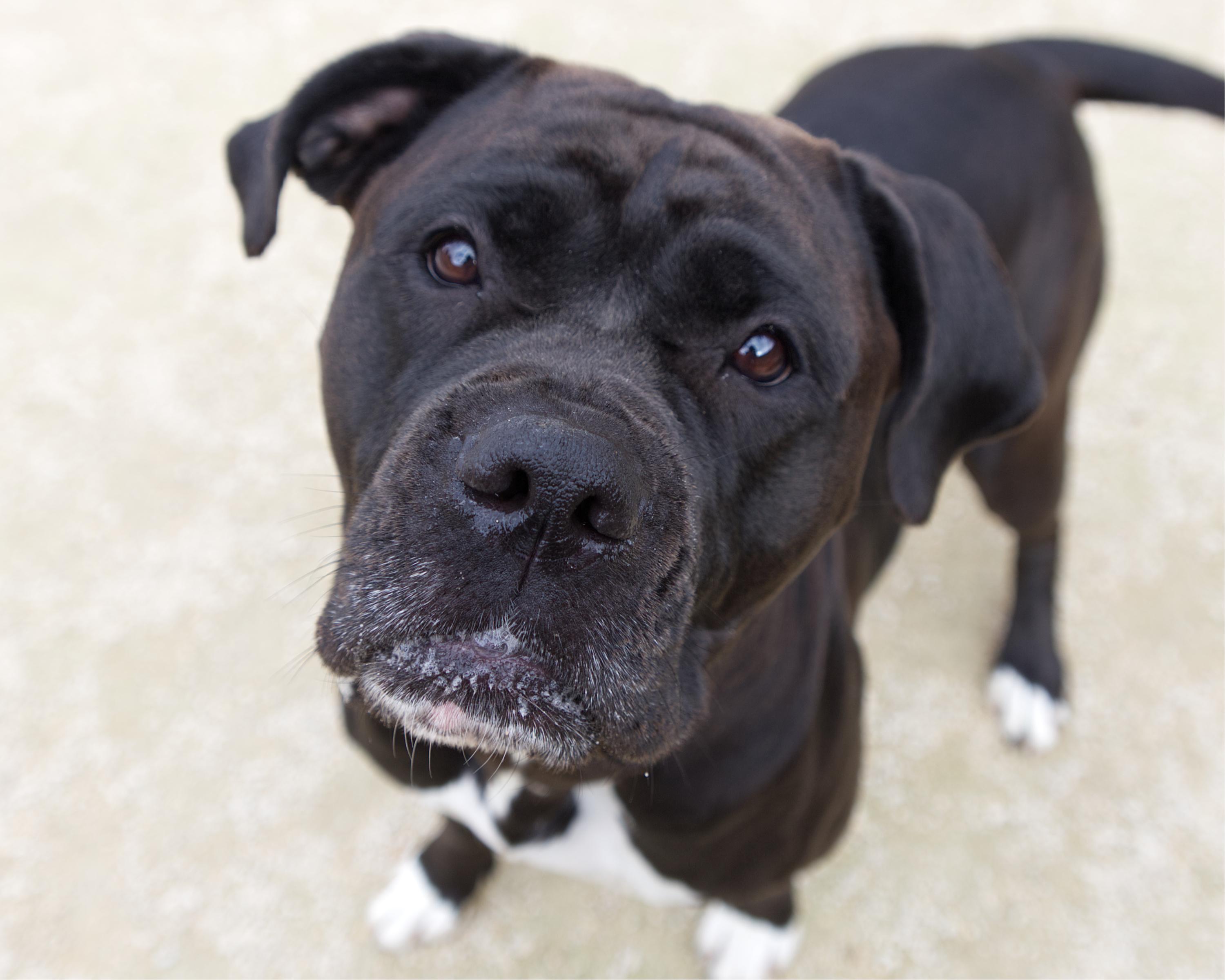 Enlarge Jelly Bean, a Adoptable mixed breed in Winnipeg, MB image 2/6