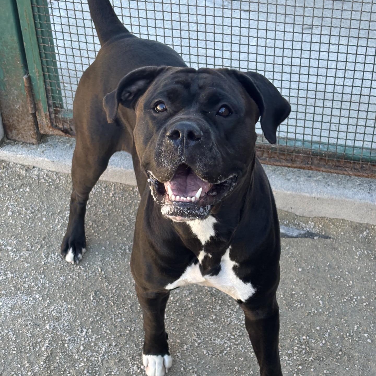 Enlarge Jelly Bean, a Adoptable mixed breed in Winnipeg, MB image 5/6