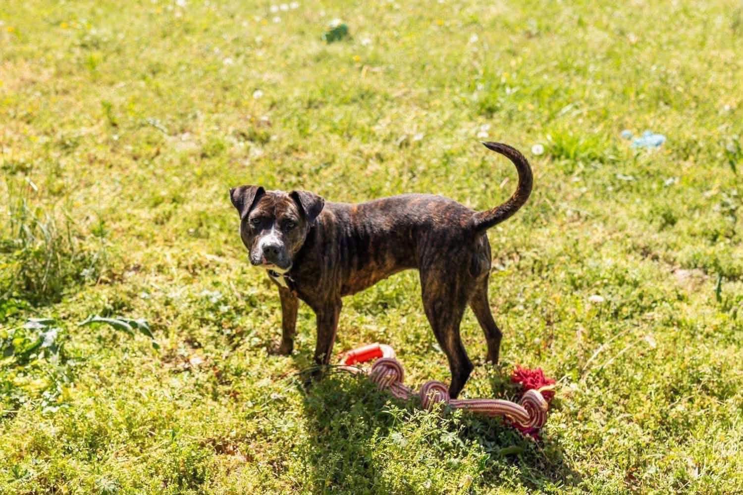 Enlarge Hazel, a ADOPTABLE mixed breed in Monticello, GA image 2/2