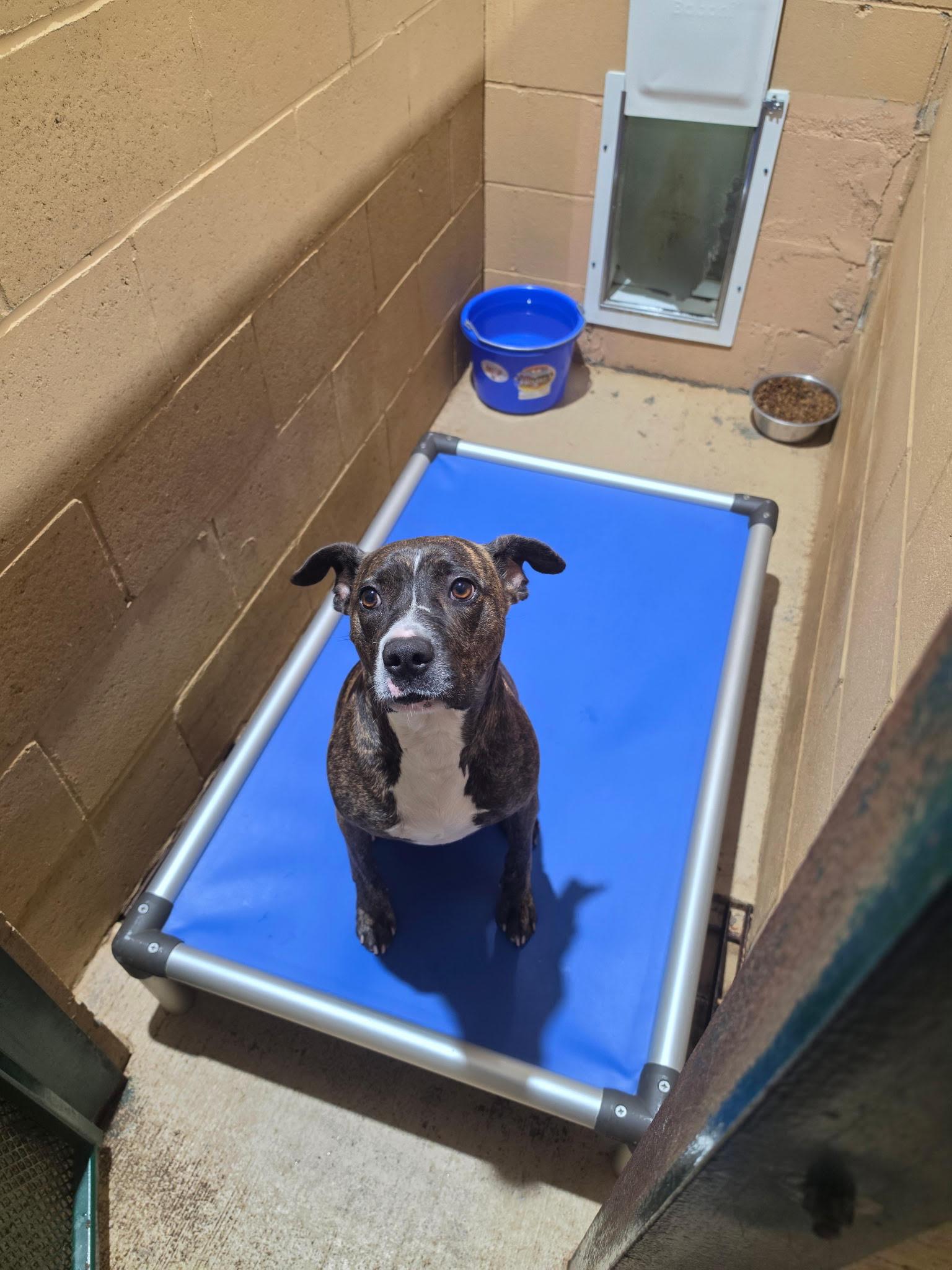 Hazel, ADOPTABLE, Adult Female Plott Hound & Pit Bull Terrier.