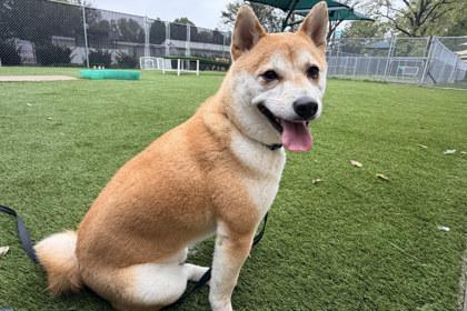 Tails, Adoptable, Adult Male Shiba Inu.