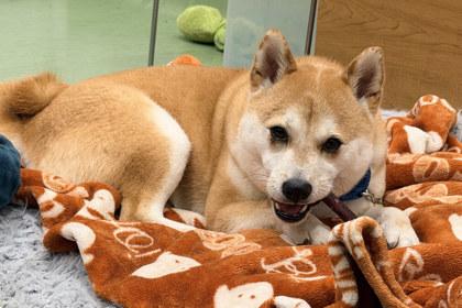 Enlarge Tails, a Adoptable Shiba Inu in Kansas City, MO image 2/3