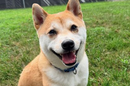 Enlarge Tails, a Adoptable Shiba Inu in Kansas City, MO image 3/3