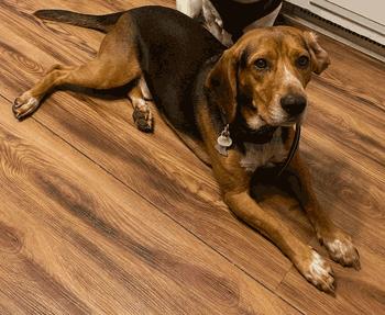 Enlarge Gus, a ADOPTABLE mixed breed in West Decatur, PA image 1/6