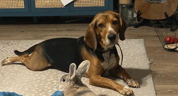 Enlarge Gus, a ADOPTABLE mixed breed in West Decatur, PA image 2/6