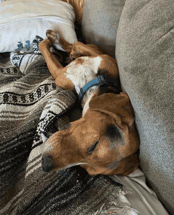 Enlarge Gus, a ADOPTABLE mixed breed in West Decatur, PA image 6/6