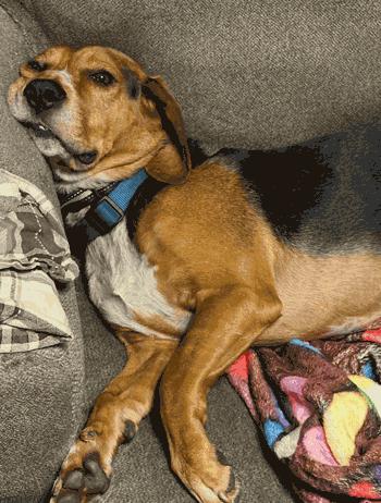 Enlarge Gus, a ADOPTABLE mixed breed in West Decatur, PA image 5/6