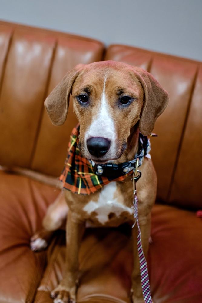 Enlarge Daisy, a Adoptable Hound in Frankfort, NY image 1/3